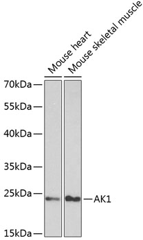 Western blot analysis of extracts of various cell lines using AK1 Polyclonal Antibody at dilution of 1:1000.