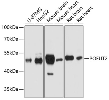 Western blot analysis of extracts of various cell lines using POFUT2 Polyclonal Antibody at dilution of 1:1000.