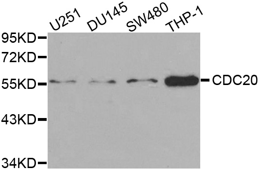 Western blot analysis of extracts of various cell lines using CDC20 Polyclonal Antibody at dilution of 1:1000.