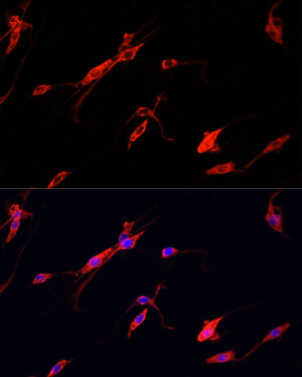 Immunofluorescence analysis of PC-12 cells using ENO2 Polyclonal Antibody at dilution of  1:100. Blue: DAPI for nuclear staining.