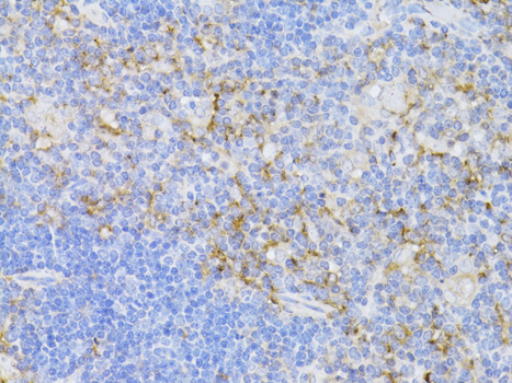 Immunohistochemistry of paraffin-embedded Mouse thymus using CD3E Antigen Polyclonal Antibody at dilution of  1:100 (40x lens).