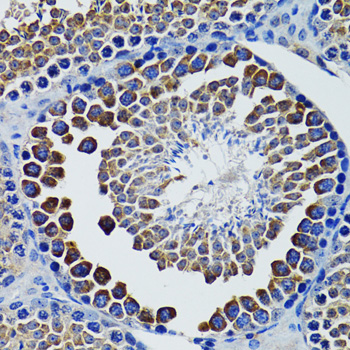 Immunohistochemistry of paraffin-embedded Rat testis using HEXA Polyclonal Antibody at dilution of  1:100 (40x lens).