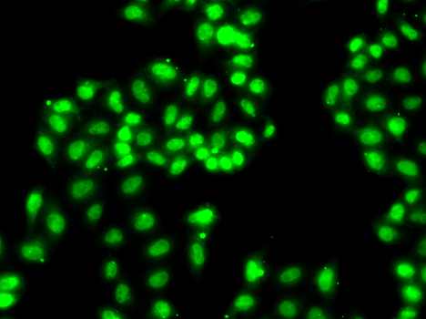 Immunofluorescence analysis of A549 cells using HNRNPA1 Polyclonal Antibody