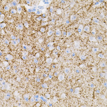 Immunohistochemistry of paraffin-embedded Mouse brain using NTF3 Polyclonal Antibody