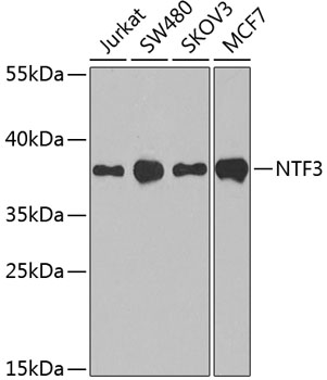 Western blot analysis of extracts of various cell lines using NTF3 Polyclonal Antibody at dilution of 1:1000.