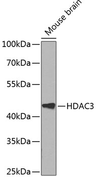 Western blot analysis of extracts of Mouse brain using HDAC3 Polyclonal Antibody at dilution of 1:1000.