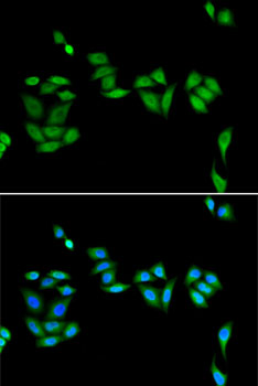 Immunofluorescence analysis of U2OS cells using JADE1 Polyclonal Antibody