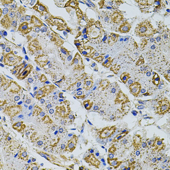 Immunohistochemistry of paraffin-embedded Human stomach using Gm13125 Polyclonal Antibody at dilution of  1:100 (40x lens).