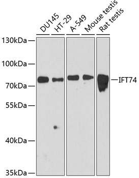 Western blot analysis of extracts of various cell lines using IFT74 Polyclonal Antibody at dilution of 1:3000.