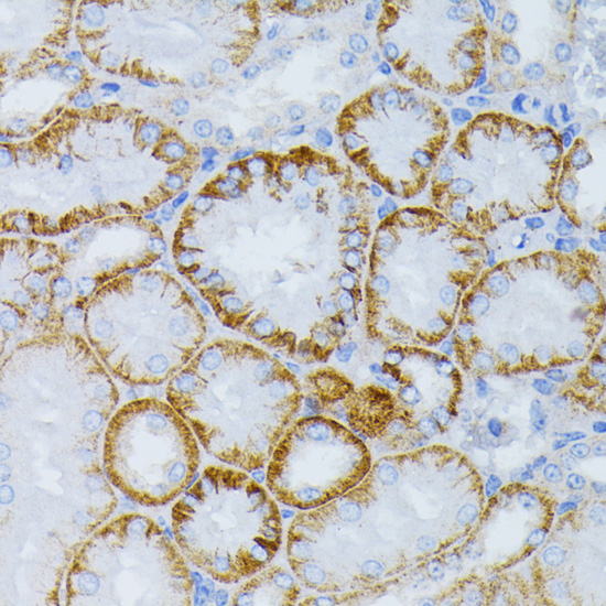 Immunohistochemistry of paraffin-embedded Mouse kidney using MAP2K1 Polyclonal Antibody at dilution of  1:100 (40x lens).