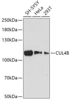 Western blot analysis of extracts of various cell lines using CUL4B Polyclonal Antibody at dilution of 1:1000.