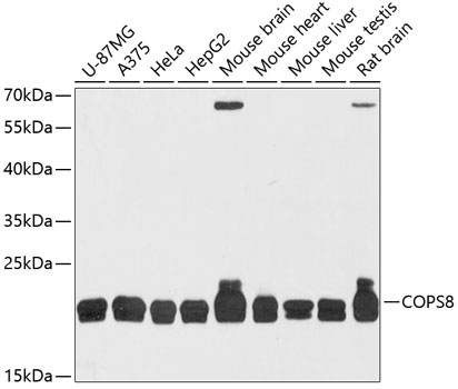 Western blot analysis of extracts of various cell lines using COPS8 Polyclonal Antibody at dilution of 1:3000.