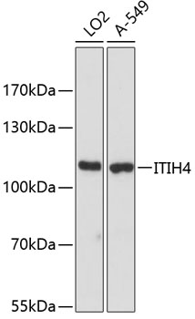 Western blot analysis of extracts of various cell lines using ITIH4 Polyclonal Antibody at dilution of 1:3000.