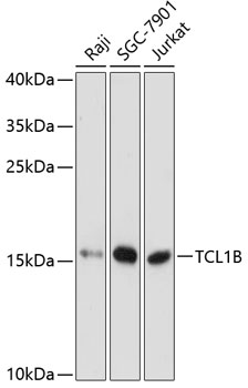 Western blot analysis of extracts of various cell lines using TCL1B Polyclonal Antibody at dilution of 1:3000.