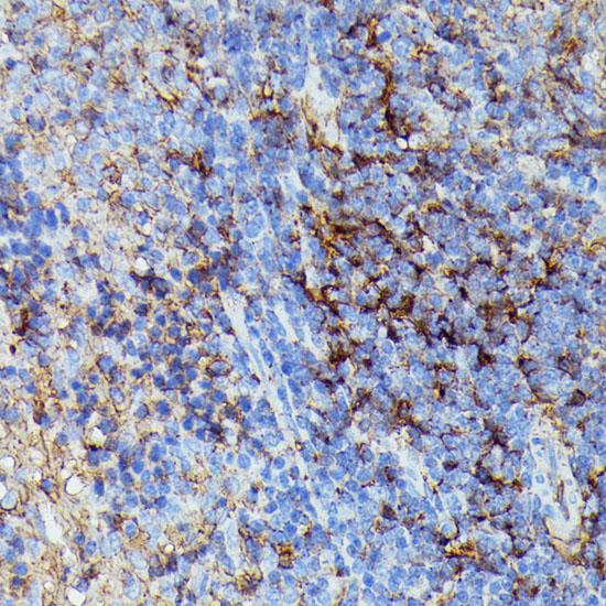 Immunohistochemistry of paraffin-embedded Rat spleen using HLA-B Polyclonal Antibody at dilution of  1:100 (40x lens).