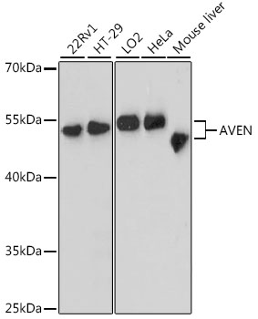 Western blot analysis of extracts of various cell lines using AVEN Polyclonal Antibody at dilution of 1:3000.