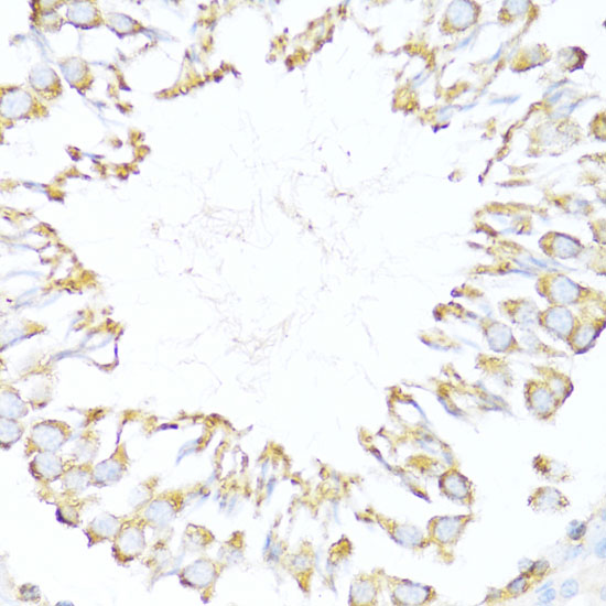 Immunohistochemistry of paraffin-embedded Rat testis using DNAJB11 Polyclonal Antibody at dilution of  1:100 (40x lens).