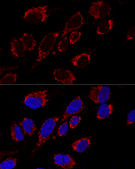 Confocal immunofluorescence analysis of U2OS cells using MRPS31 Polyclonal Antibody at dilution of  1:200. Blue: DAPI for nuclear staining.
