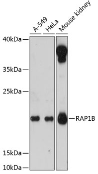 Western blot analysis of extracts of various cell lines using RAP1B Polyclonal Antibody at dilution of 1:3000.