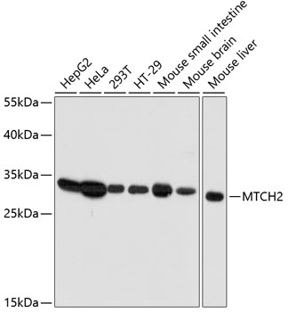 Western blot analysis of extracts of various cell lines using MTCH2 Polyclonal Antibody at dilution of 1:3000.