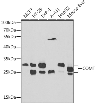 Western blot analysis of extracts of various cell lines using COMT Polyclonal Antibody at dilution of 1:1000.