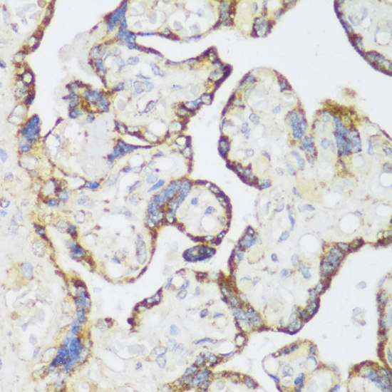 Immunohistochemistry of paraffin-embedded Human placenta using ECH1 Polyclonal Antibody at dilution of  1:150 (40x lens).