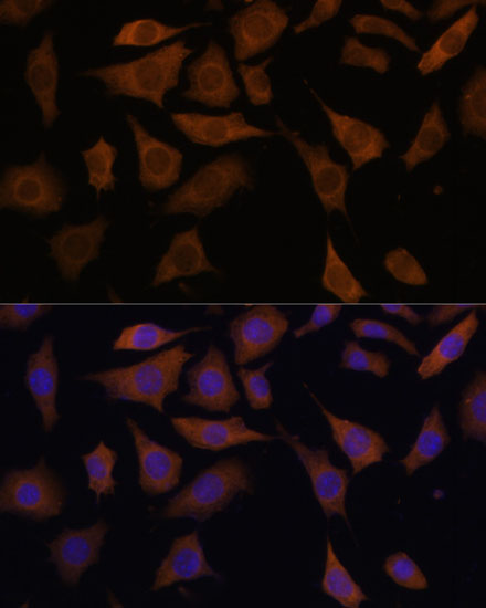 Immunofluorescence analysis of L929 cells using PGK2 Polyclonal Antibody at dilution of  1:100 (40x lens). Blue: DAPI for nuclear staining.