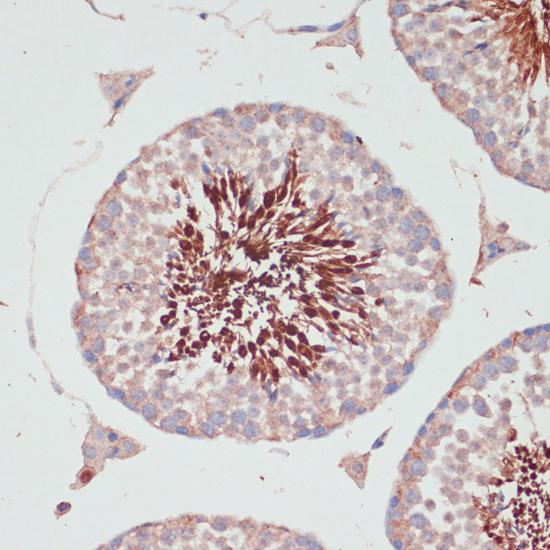 Immunohistochemistry of paraffin-embedded Mouse testis using PGK2 Polyclonal Antibody at dilution of  1:100 (40x lens).