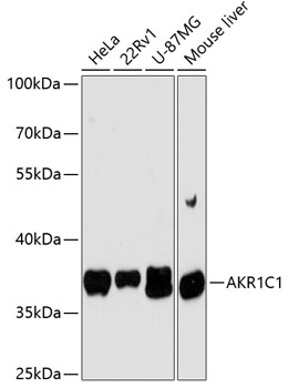 Western blot analysis of extracts of various cell lines using AKR1C1 Polyclonal Antibody at dilution of 1:3000.