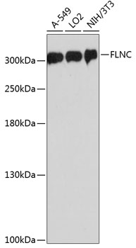 Western blot analysis of extracts of various cell lines using FLNC Polyclonal Antibody at dilution of 1:3000.