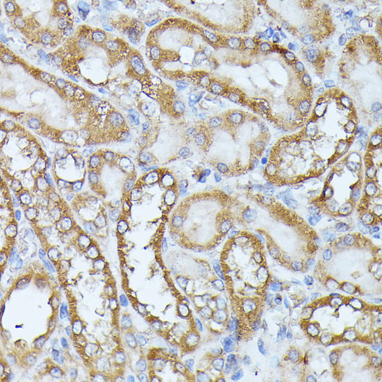 Immunohistochemistry of paraffin-embedded Rat kidney using HAL Polyclonal Antibody at dilution of  1:100 (40x lens).