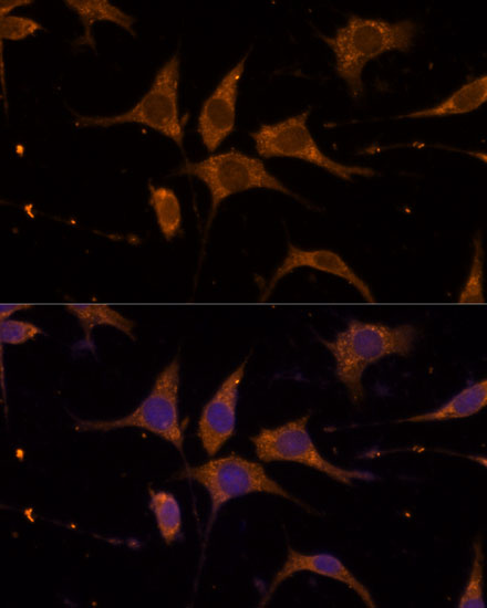 Immunofluorescence analysis of L929 cells using RPL27 Polyclonal Antibody at dilution of  1:100 (40x lens). Blue: DAPI for nuclear staining.