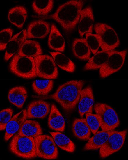 Confocal immunofluorescence analysis of HeLa cells using RPL27 Polyclonal Antibody at dilution of  1:200. Blue: DAPI for nuclear staining.