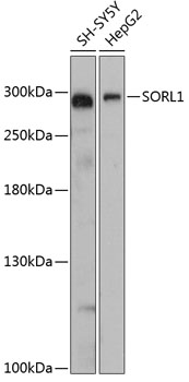 Western blot analysis of extracts of various cell lines using SORL1 Polyclonal Antibody at dilution of 1:3000.