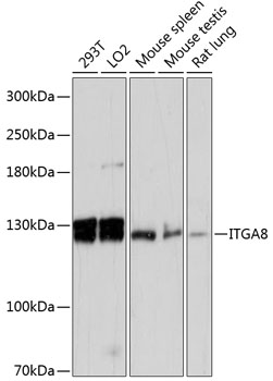 Western blot analysis of extracts of various cell lines using ITGA8 Polyclonal Antibody at dilution of 1:3000.