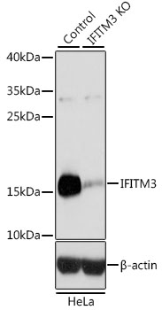 Western blot analysis of extracts from normal (control) and IFITM3 knockout (KO) HeLa cells using IFITM3 Polyclonal Antibody at dilution of 1:3000.