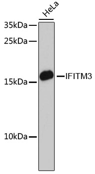 Western blot analysis of extracts of HeLa cells using IFITM3 Polyclonal Antibody at dilution of 1:3000.
