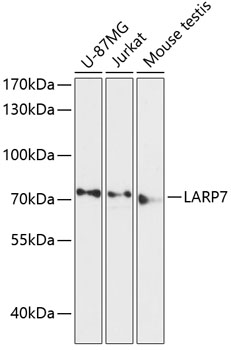 Western blot analysis of extracts of various cell lines using LARP7 Polyclonal Antibody at dilution of 1:3000.