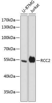 Western blot analysis of extracts of various cell lines using RCC2 Polyclonal Antibody at dilution of 1:3000.