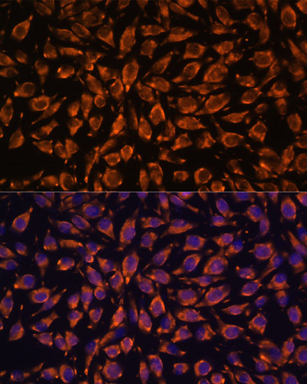 Immunofluorescence analysis of L929 cells using LRRC7 Polyclonal Antibody at dilution of  1:100. Blue: DAPI for nuclear staining.