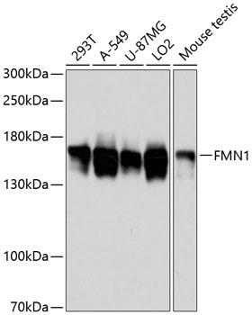 Western blot analysis of extracts of various cell lines using FMN1 Polyclonal Antibody at dilution of 1:3000.