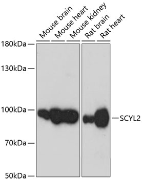 Western blot analysis of extracts of various cell lines using SCYL2 Polyclonal Antibody at dilution of 1:3000.