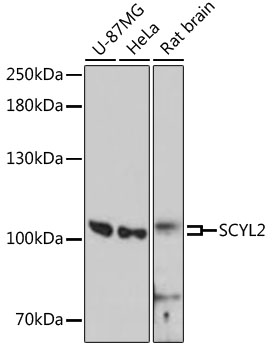 Western blot analysis of extracts of various cell lines using SCYL2 Polyclonal Antibody at dilution of 1:3000.