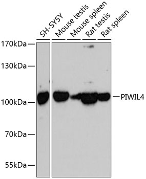 Western blot analysis of extracts of various cell lines using PIWIL4 Polyclonal Antibody at dilution of 1:3000.