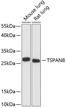 Western blot analysis of extracts of various cell lines using TSPAN8 Polyclonal Antibody at dilution of 1:3000.