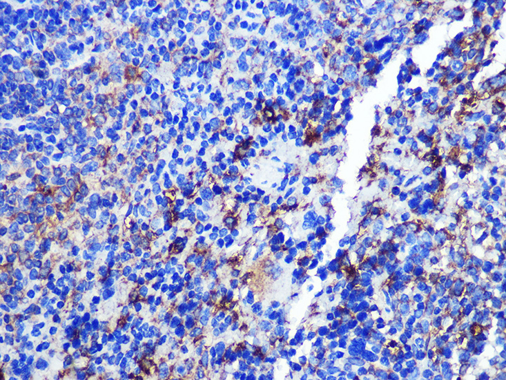 Immunohistochemistry of paraffin-embedded Mouse spleen using CD68 Polyclonal Antibody at dilution of  1:100 (40x lens).