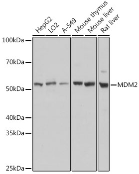 Western blot analysis of extracts of various cell lines using MDM2 Polyclonal Antibody at dilution of 1:1000.