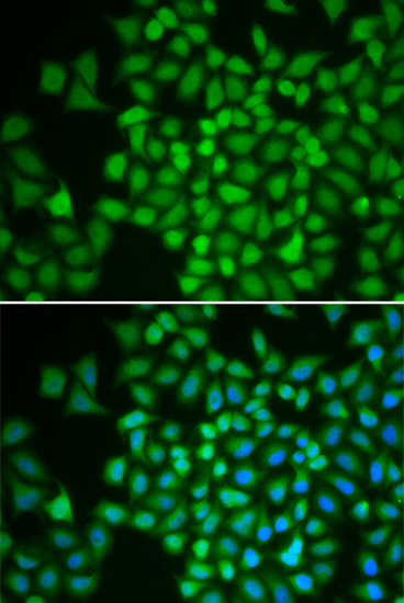 Immunofluorescence analysis of HeLa cells using COPS5 Polyclonal Antibody