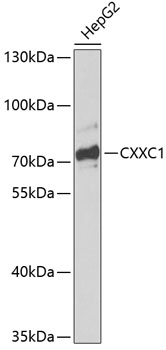 Western blot analysis of extracts of HepG2 cells using CXXC1 Polyclonal Antibody at dilution of 1:1000.