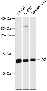 Western blot analysis of extracts of various cell lines using LYZ Polyclonal Antibody at dilution of 1:3000.